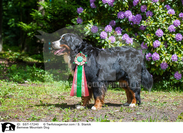 Bernese Mountain Dog / SST-17240