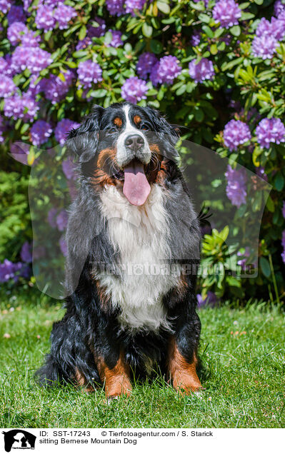 sitting Bernese Mountain Dog / SST-17243