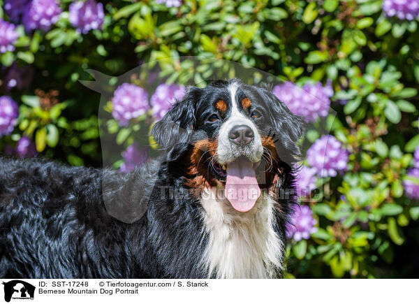 Bernese Mountain Dog Portrait / SST-17248