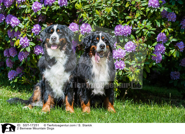 2 Bernese Mountain Dogs / SST-17251