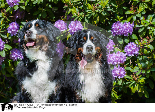 2 Bernese Mountain Dogs / SST-17252