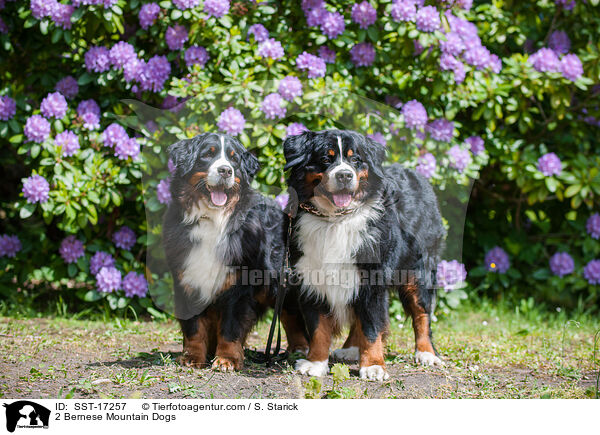 2 Bernese Mountain Dogs / SST-17257