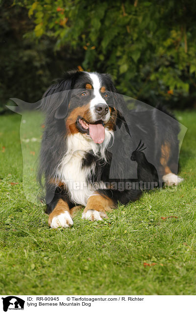 lying Bernese Mountain Dog / RR-90945