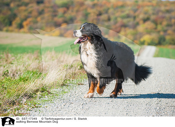 walking Bernese Mountain Dog / SST-17349