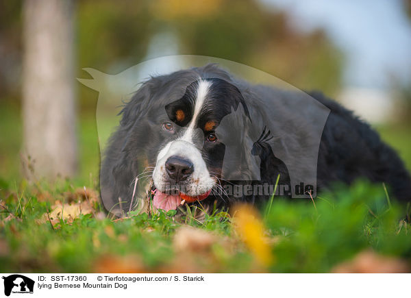 lying Bernese Mountain Dog / SST-17360