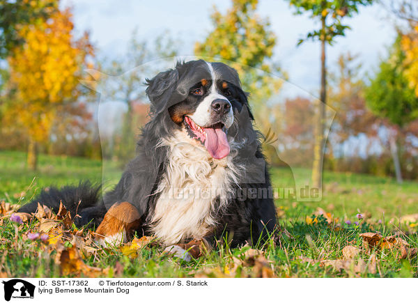 lying Bernese Mountain Dog / SST-17362
