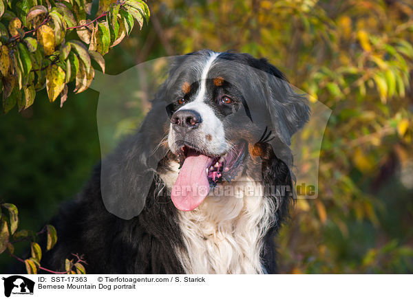 Bernese Mountain Dog portrait / SST-17363