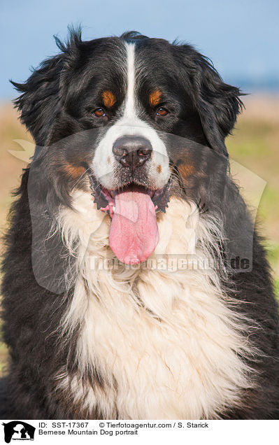 Bernese Mountain Dog portrait / SST-17367