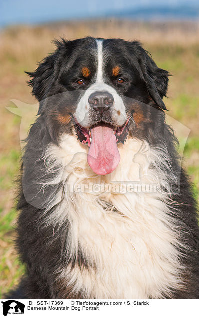 Bernese Mountain Dog Portrait / SST-17369