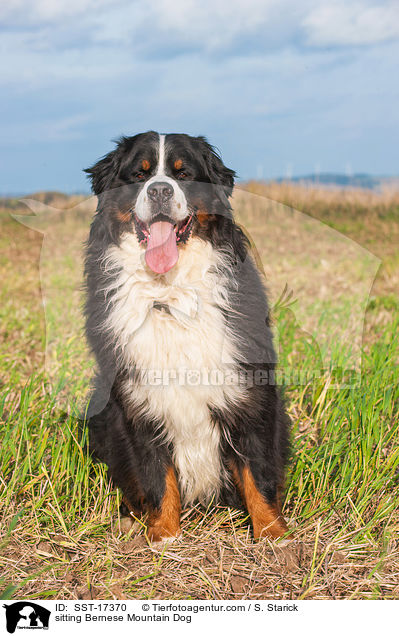 sitting Bernese Mountain Dog / SST-17370