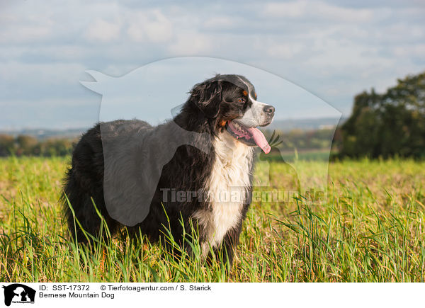 Bernese Mountain Dog / SST-17372