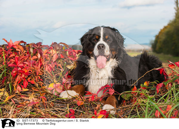 lying Bernese Mountain Dog / SST-17373
