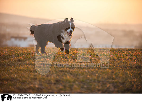 rennender Berner Sennenhund / running Bernese Mountain Dog / SST-17645