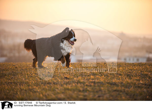 rennender Berner Sennenhund / running Bernese Mountain Dog / SST-17646