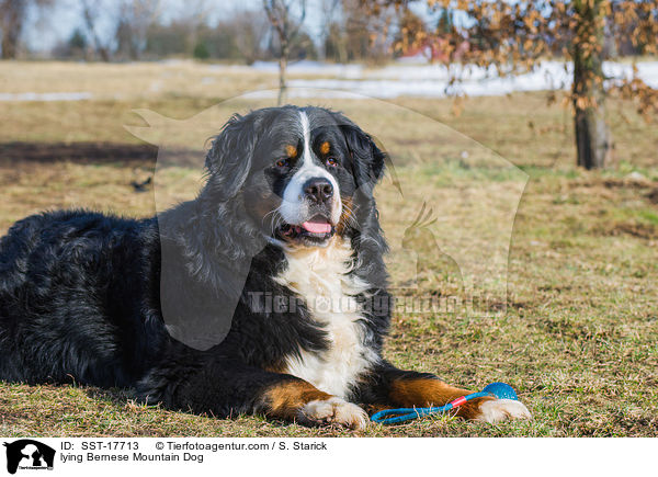lying Bernese Mountain Dog / SST-17713