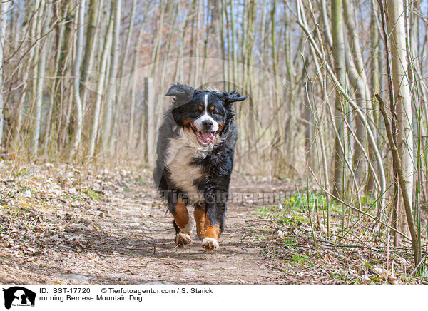 running Bernese Mountain Dog / SST-17720