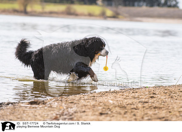 playing Bernese Mountain Dog / SST-17724