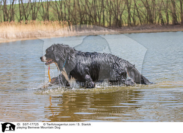 playing Bernese Mountain Dog / SST-17725