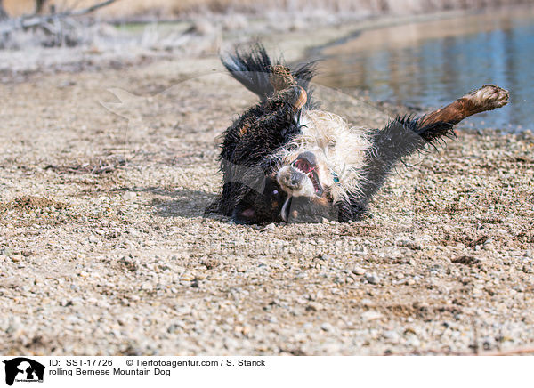 Berner Sennenhund wlzt sich / rolling Bernese Mountain Dog / SST-17726