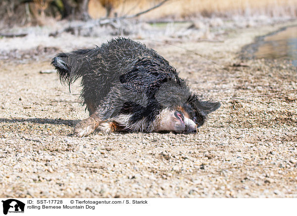 rolling Bernese Mountain Dog / SST-17728