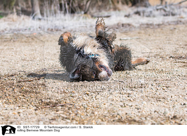 rolling Bernese Mountain Dog / SST-17729