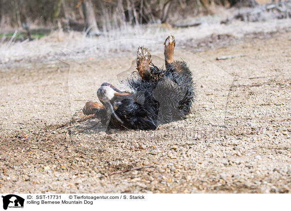 rolling Bernese Mountain Dog / SST-17731