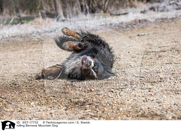 rolling Bernese Mountain Dog / SST-17732