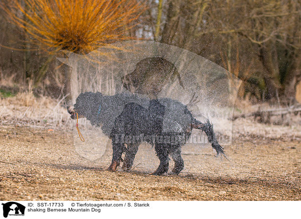 shaking Bernese Mountain Dog / SST-17733