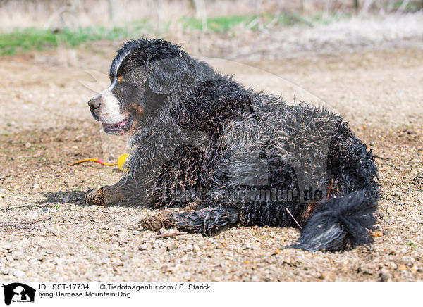 lying Bernese Mountain Dog / SST-17734