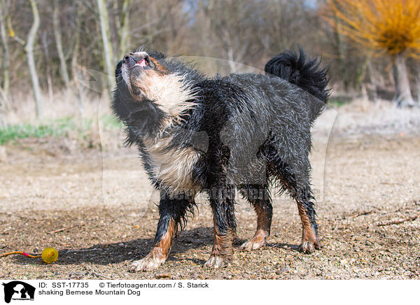 shaking Bernese Mountain Dog / SST-17735
