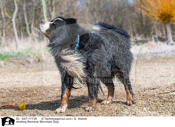 shaking Bernese Mountain Dog / SST-17736
