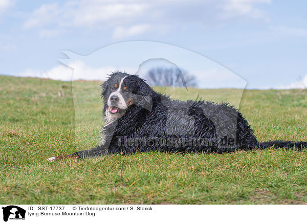 lying Bernese Mountain Dog / SST-17737