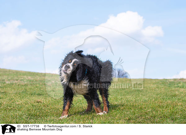 shaking Bernese Mountain Dog / SST-17738