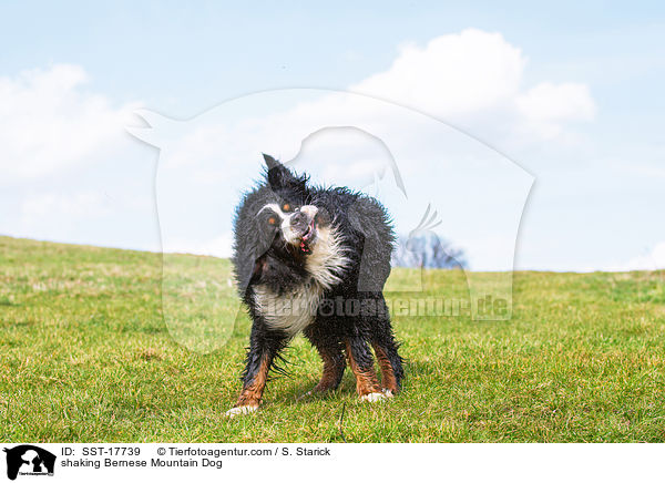 shaking Bernese Mountain Dog / SST-17739