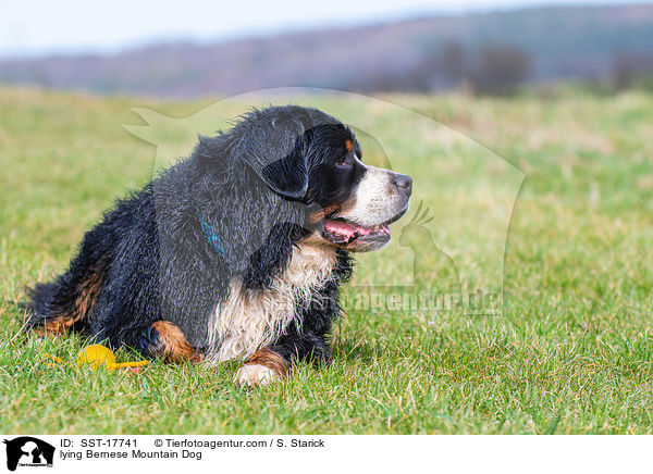 lying Bernese Mountain Dog / SST-17741