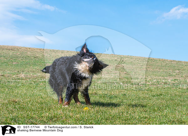 shaking Bernese Mountain Dog / SST-17744