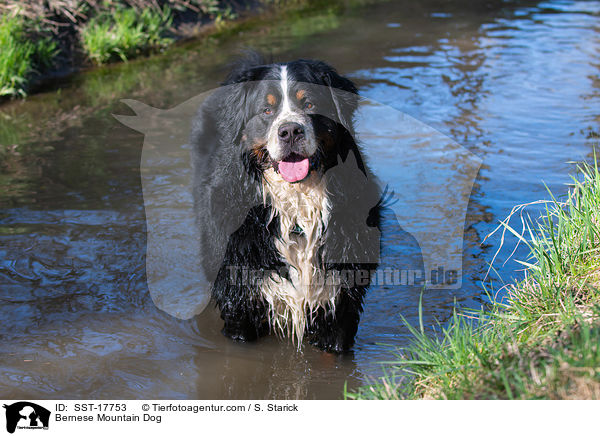 Bernese Mountain Dog / SST-17753