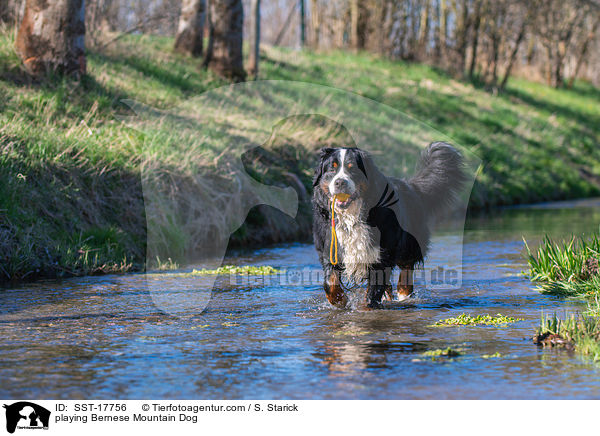 playing Bernese Mountain Dog / SST-17756