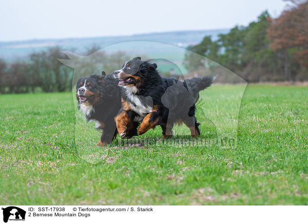 2 Bernese Mountain Dogs / SST-17938