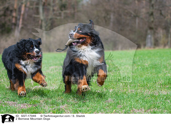 2 Bernese Mountain Dogs / SST-17946