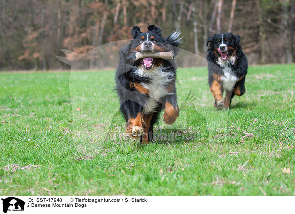 2 Bernese Mountain Dogs / SST-17948