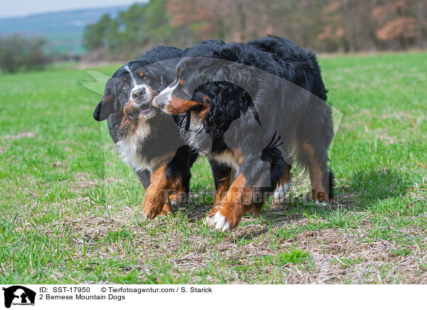 2 Bernese Mountain Dogs / SST-17950