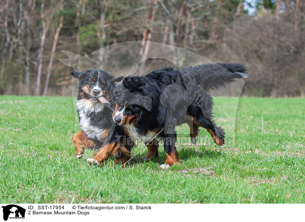 2 Bernese Mountain Dogs / SST-17954