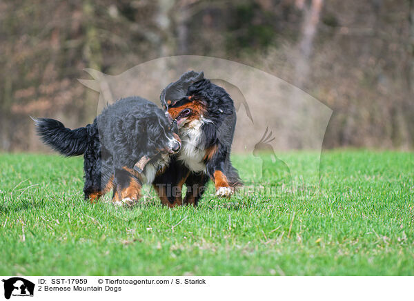2 Bernese Mountain Dogs / SST-17959