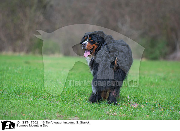 Bernese Mountain Dog / SST-17962