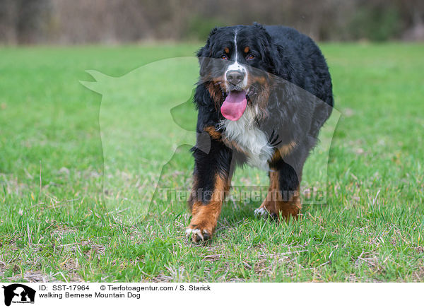 walking Bernese Mountain Dog / SST-17964