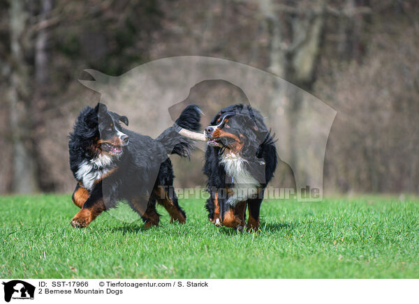 2 Bernese Mountain Dogs / SST-17966