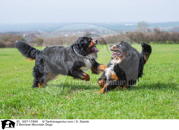 2 Bernese Mountain Dogs / SST-17969