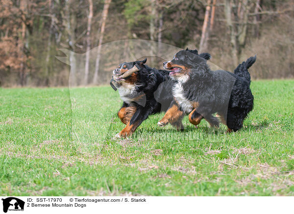 2 Bernese Mountain Dogs / SST-17970