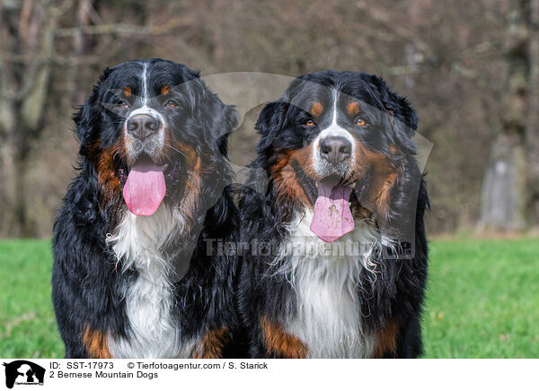 2 Bernese Mountain Dogs / SST-17973